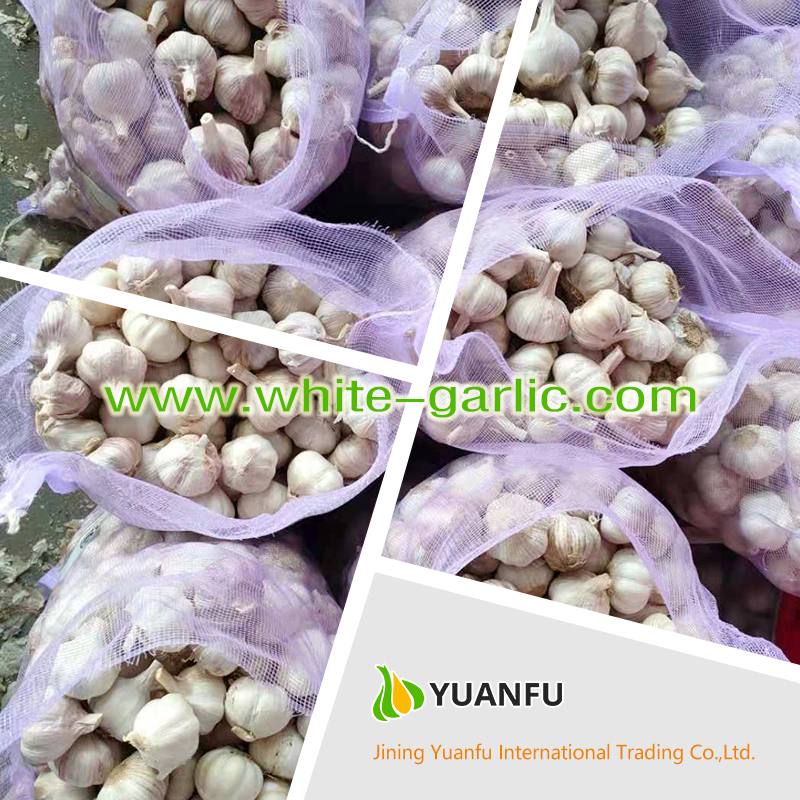 garlic suppliers